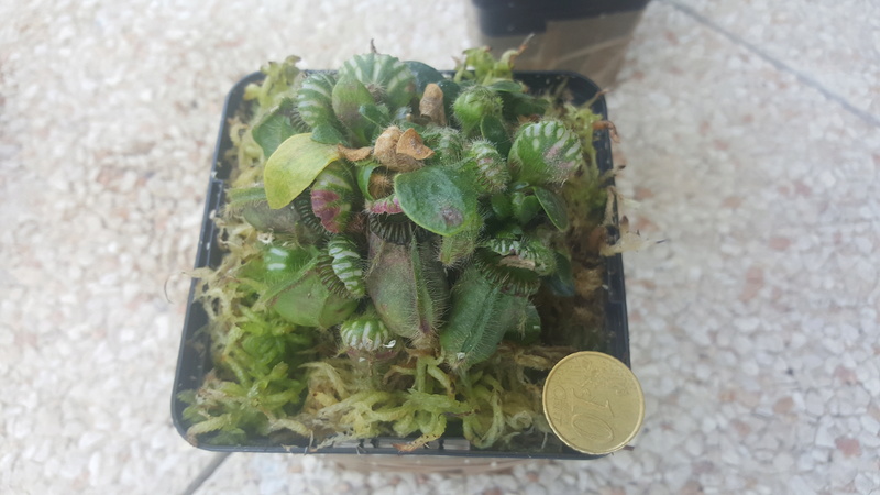 Mes cephalotus  20160718