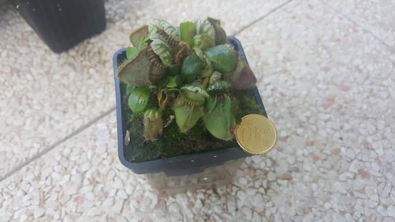 Mes cephalotus  20160719