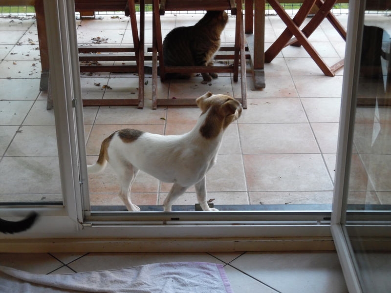 LOLA (ex LOLITA) - femelle mini croisée jack russell petite taille née en 2015 - (Pascani) - adoptée par Marie-France (91) - Page 6 Sam_1229