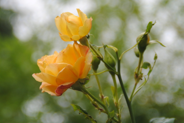 Le jardin, refuge de Marsouine - Page 36 2016-130