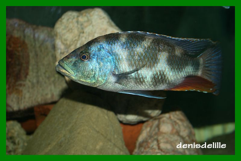 Nimbochromis livingstonii Living10