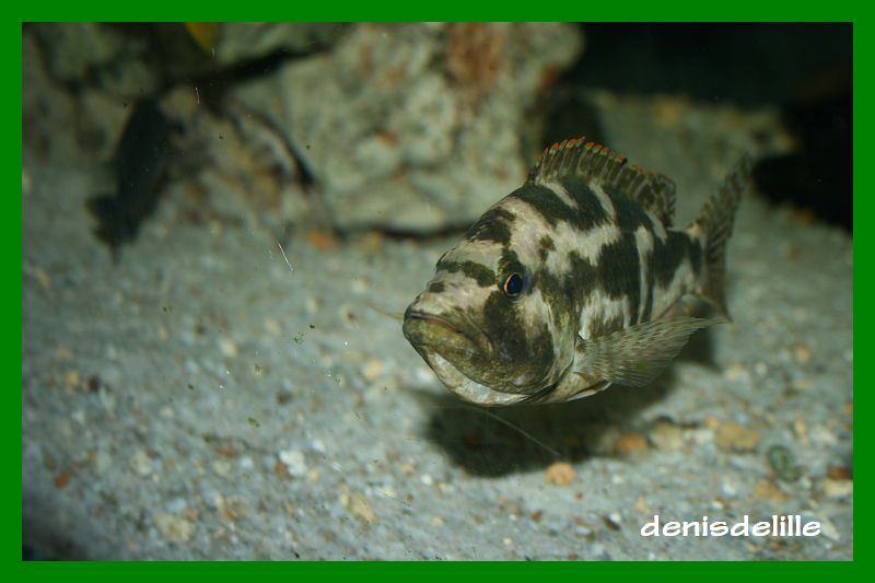Nimbochromis livingstonii Living11