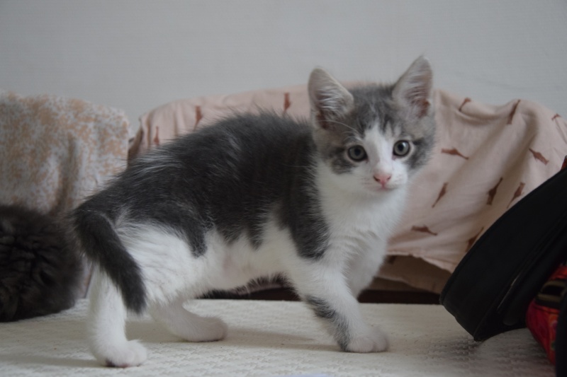 Kiwano, chaton gris et blanc à croquer, né fin avril 2016 Dsc_0013