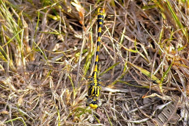 [Gomphus pulchellus & Onychogomphus uncatus] Probleme d'id pour 2 Gomphes Gomphe11