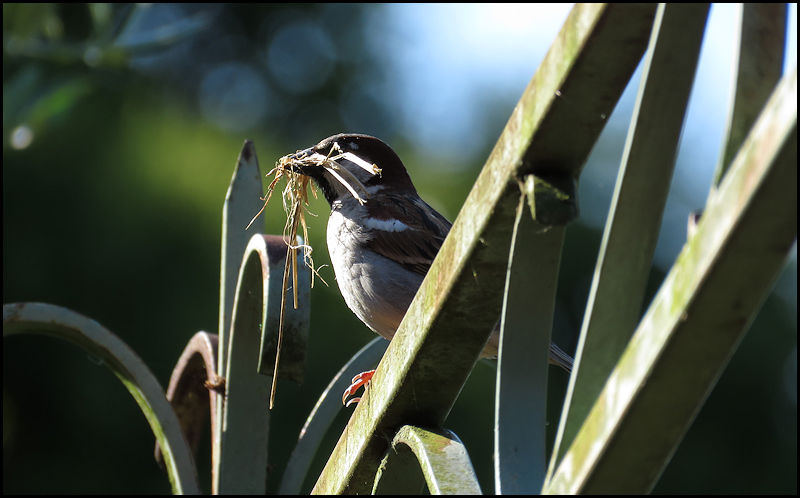 Moineau bâtisseur... W539110