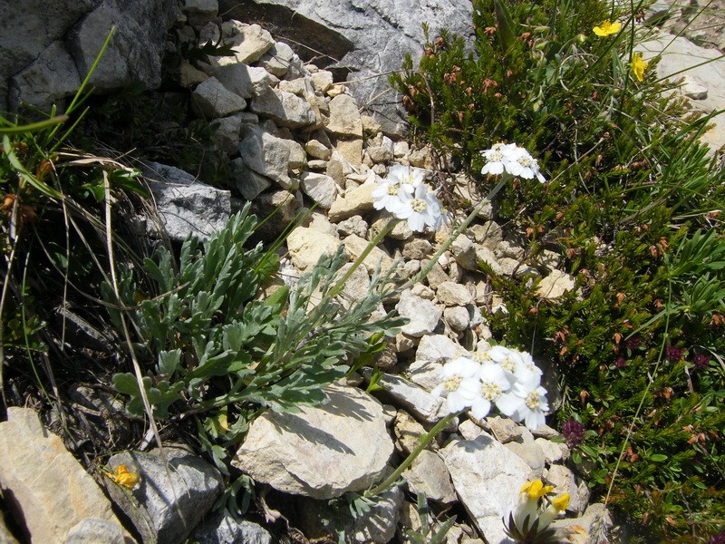 Du 13 au 19 juillet dans le Val di Fassa 11_ach10