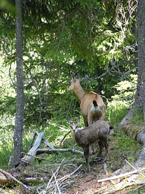 Du 13 au 19 juillet dans le Val di Fassa 25_35010