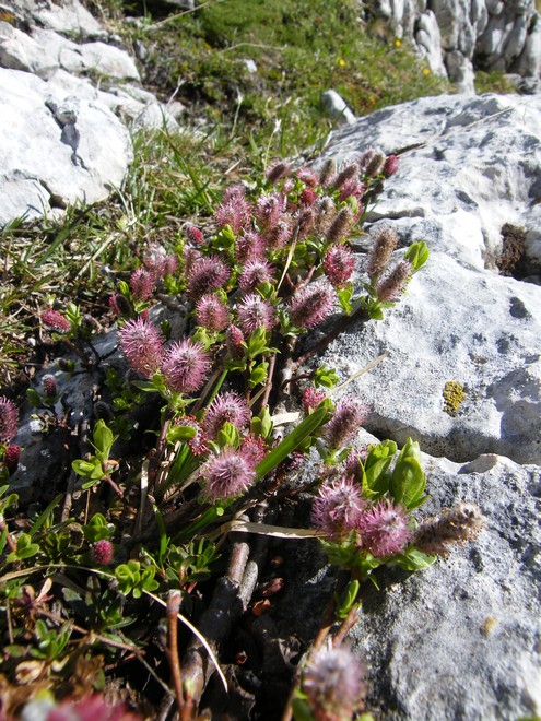 Une semaine dans le Parc naturel Fanes-Senes-Braies 31_sal10