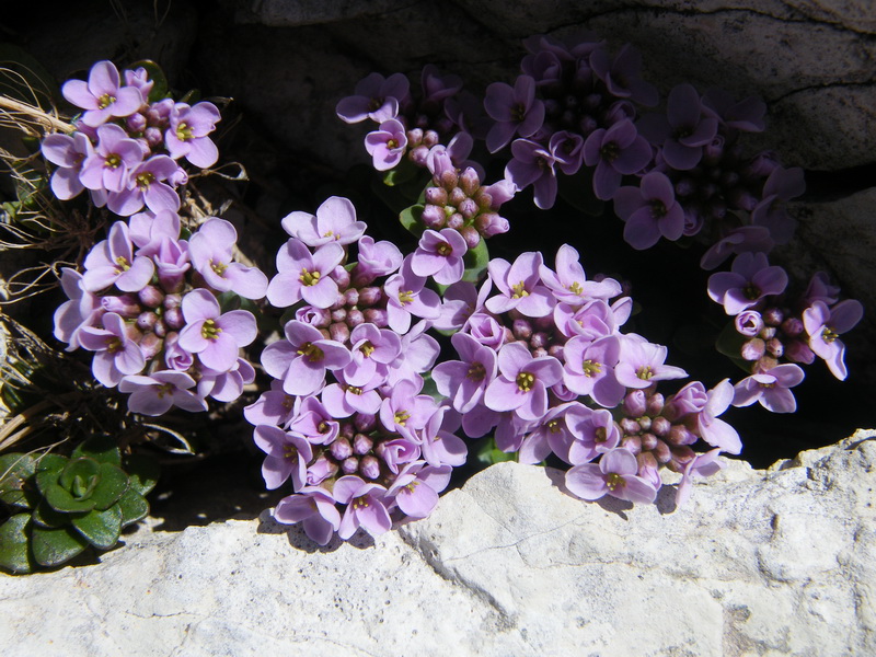 Du 13 au 19 juillet dans le Val di Fassa 44_thl10