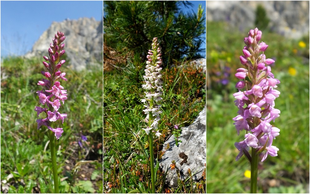 Dolomites Passo Falzarego Juillet 2016 4_falz10