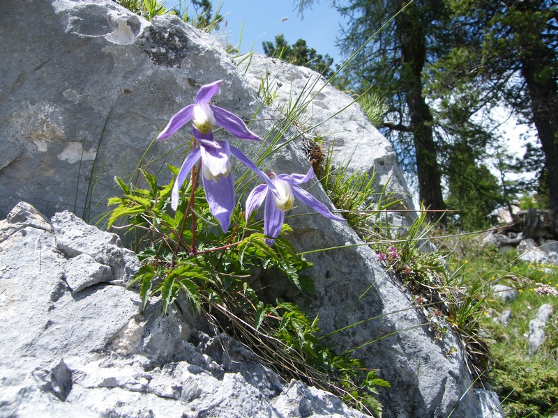 Une semaine dans le Parc naturel Fanes-Senes-Braies 9_clem10