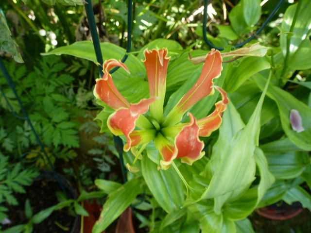 Gloriosa superba (= Gloriosa rothschildiana) - lys de Malabar - Page 2 Glorio13