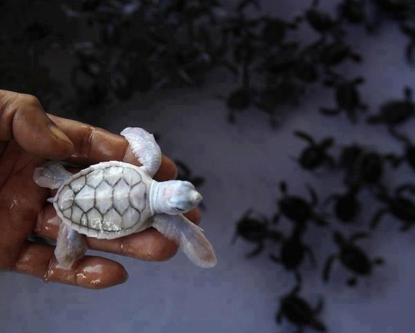 Albino baby Turtle, Khram Island, Thailand 37729910