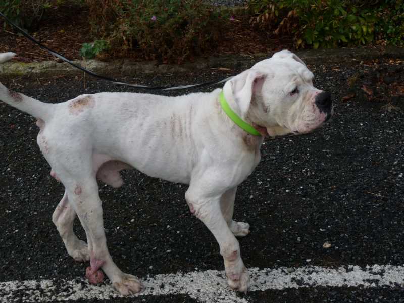 SOLIDAY (m) bouledogue américain 6 ans (35) - SAUVE - - Page 2 P1070413