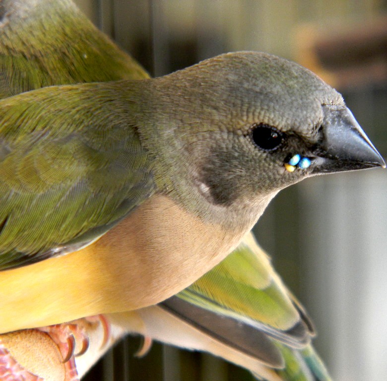 Diamant de Gould
