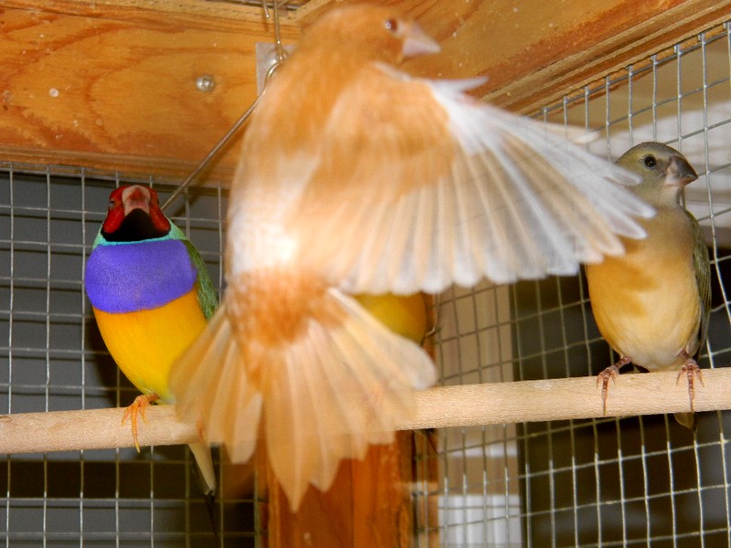 Diamant de Gould