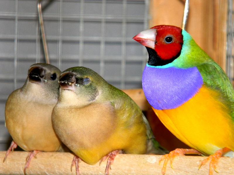 Diamant de Gould