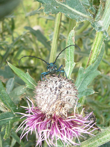 Aromia punctata ??? P1150714