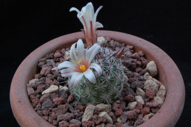 Mammillaria dioica -2016011