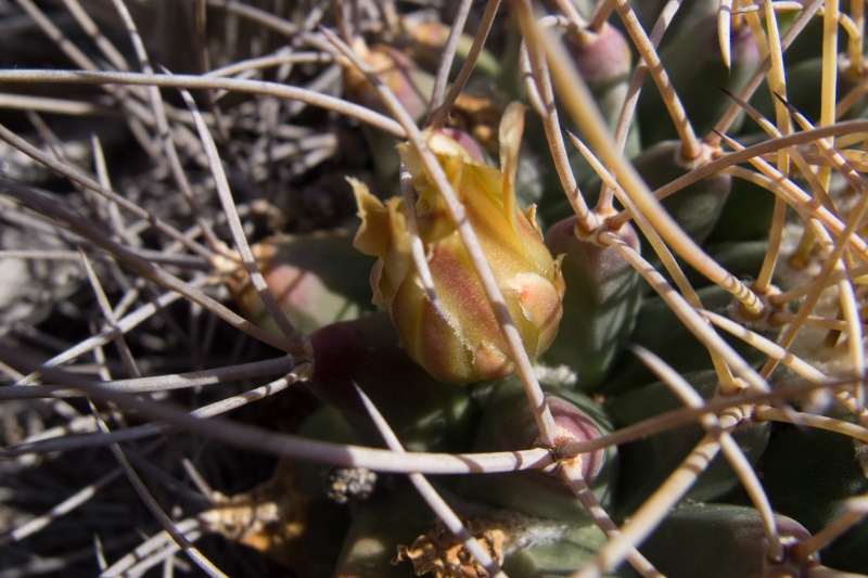 Mammillaria winterae 2012-010