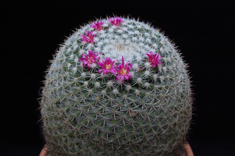 Mammillaria ignota 6109-210