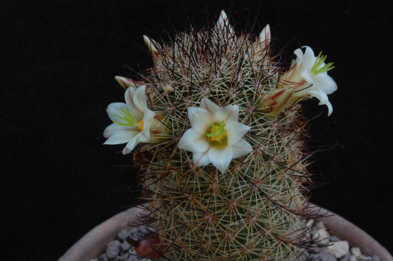 Mammillaria dioica 6518-210