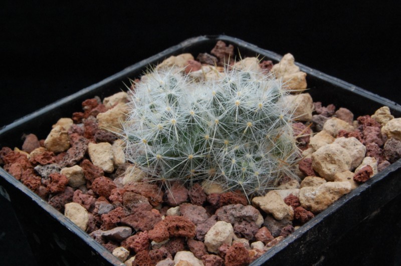 Mammillaria prolifera 8140-210