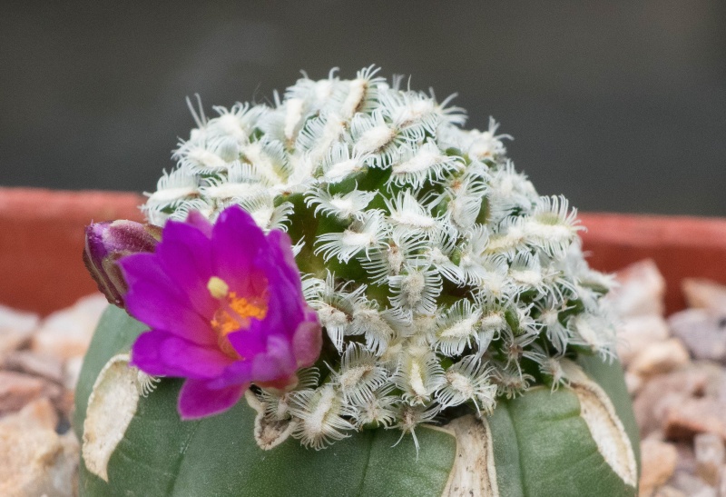 Mammillaria bertholdii Dsc04010