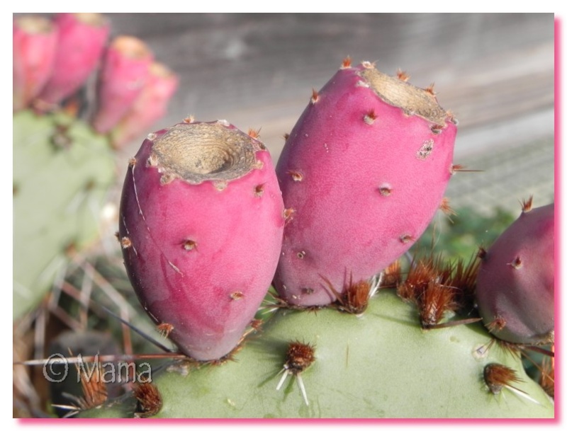 Fruits d'Opuntia Fruito10