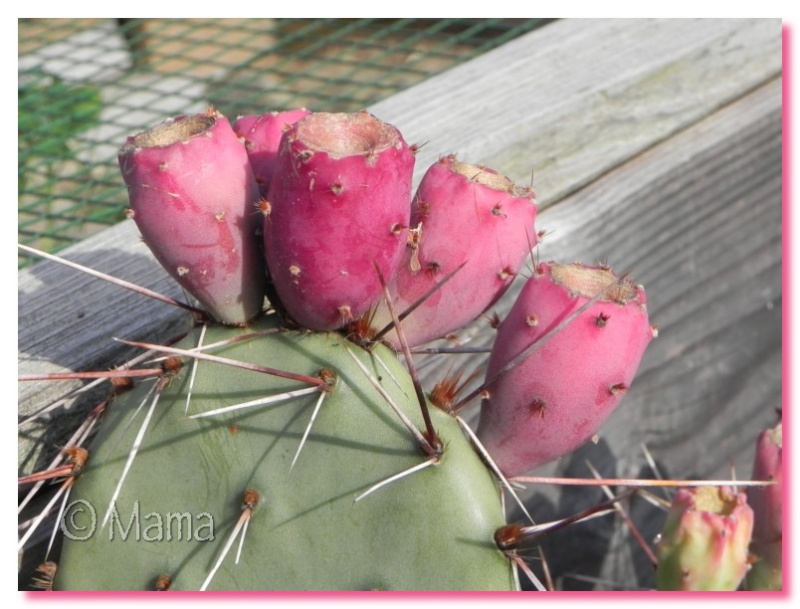 Fruits d'Opuntia Fruito11