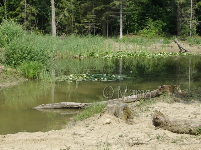 Regroupement photo: biotopes naturels & tortues sauvages Lacher11