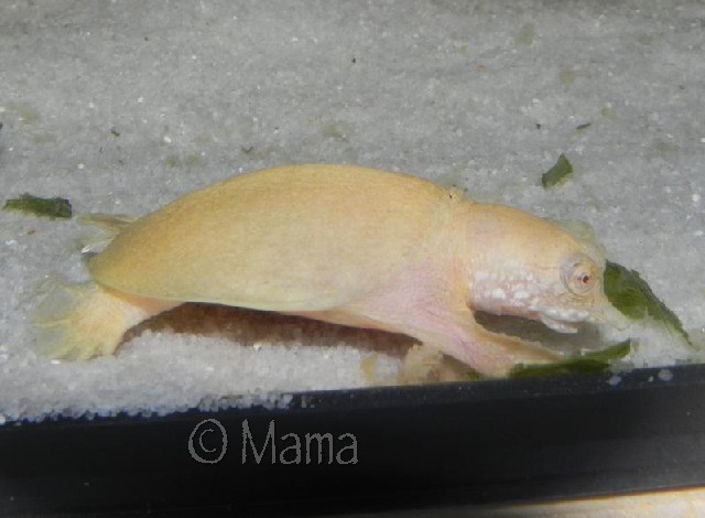 Bébés Pelodiscus sinensis albinos Pelod110