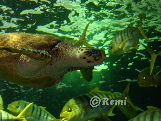 zoo de palmyre et aquarium (la Rochelle) Remi1210