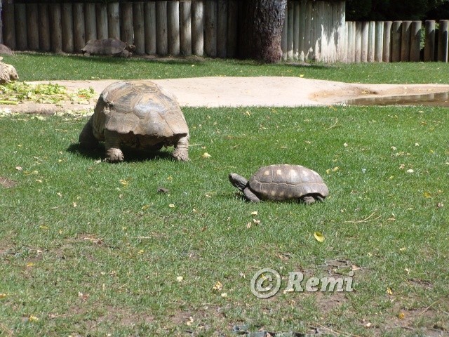 zoo de palmyre et aquarium (la Rochelle) Remi2310