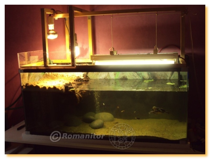 Exemples d'aquariums pour tortues aquatiques Roman010