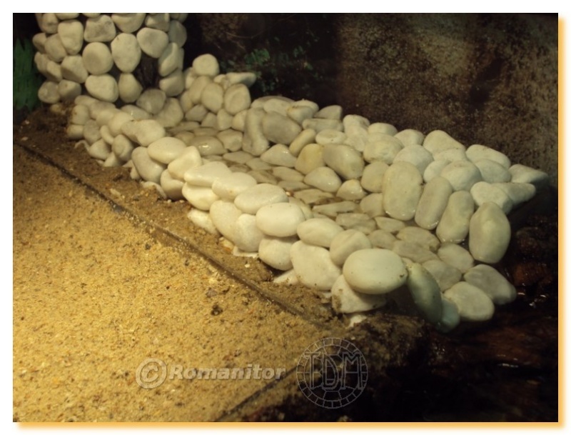 Exemples d'aquariums pour tortues aquatiques Roman013