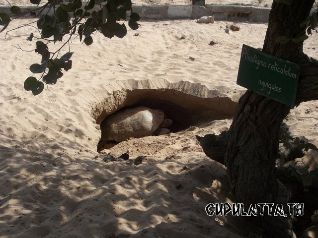 La tortue sillonnée (Centrochelys sulcata) Sulcat10