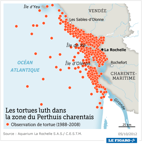 05/10/2012: Trois tortues luth échouées sur les côtes françaises Tortue10