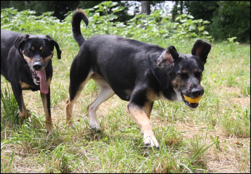 Hope, Laika et le Loulou, les inseparables - Page 11 Img_4211