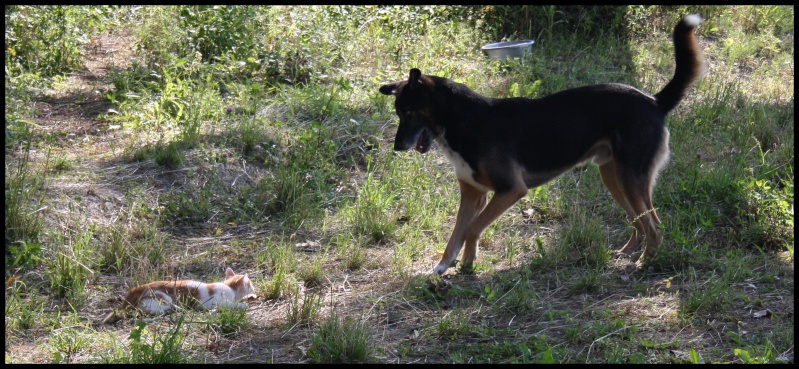 Entre chiens et chats...  Img_4510