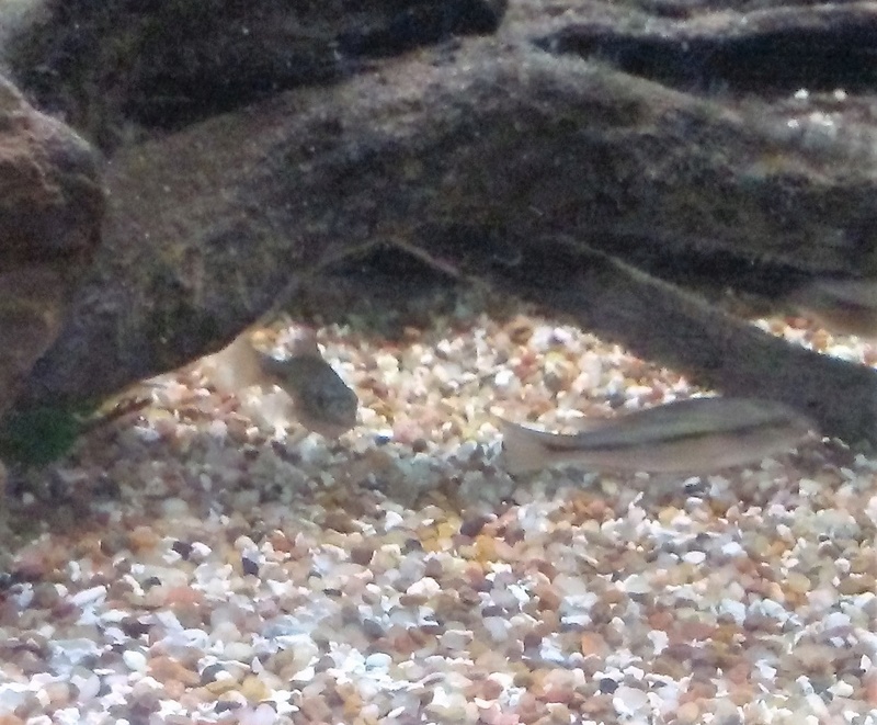 Prognatochromis Perrieri 20160715