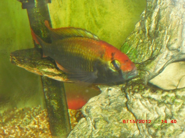 Haplochromis sp Rubi Green SOLD Jun_0010