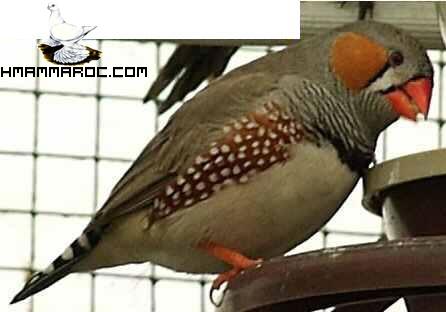 صور الزيبرا فينش  الزيبرا فينش Zebra Finch 1313