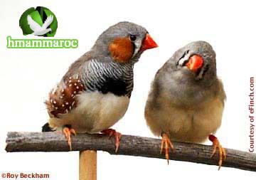 صور الزيبرا فينش  الزيبرا فينش Zebra Finch 1413