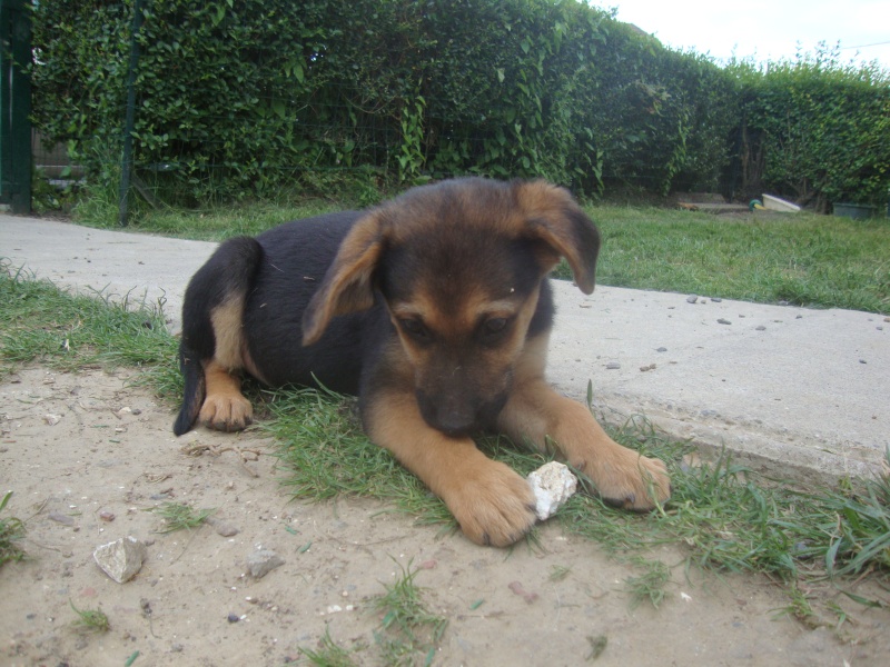 magma croisée labrador/berger allemand née le 1 er avril 2016 Dsc05722