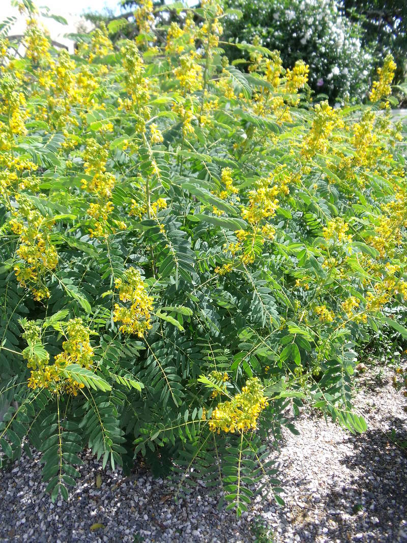 Senna marilandica (= Cassia marilandica) Dscf1611