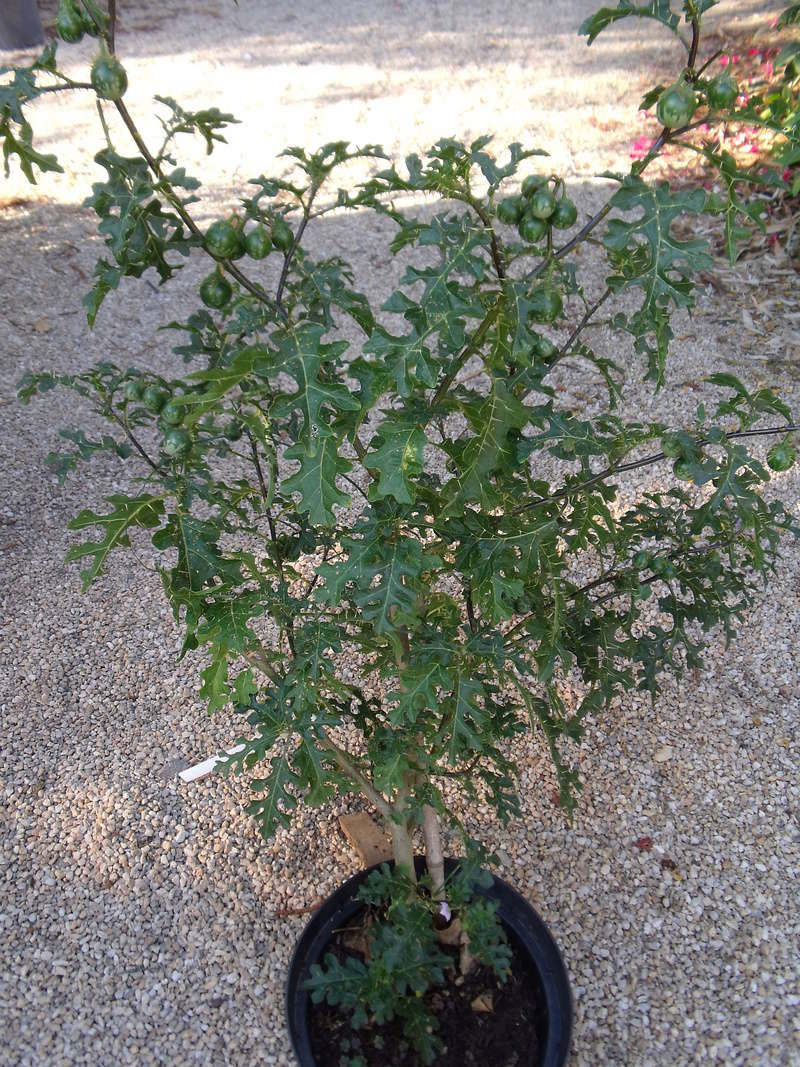 Solanum linnaeanum - morelle de Linné   Dscf1613