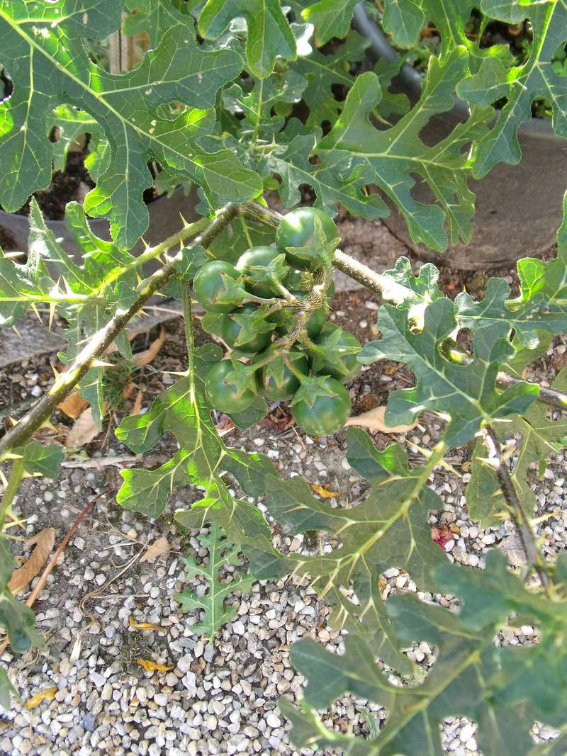 Solanum linnaeanum - morelle de Linné   Dscf1614