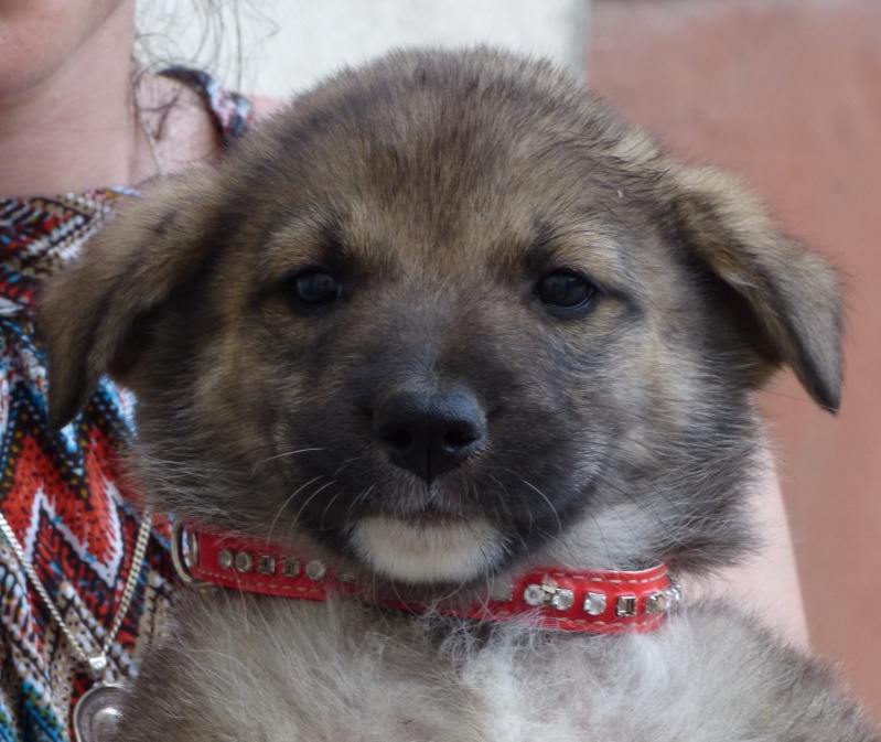 RAYA, chiot femelle, née en avril 2016 (Pascani)- adoptée par Sabine (dpt68) 13497910