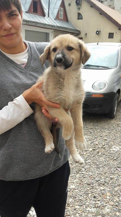 RAJAH, chiot femelle, née en avril 2016 (Pascani)-adoptée par Anna (57) 13565410